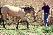 thumbnail link to photograph of Steve in Malibu with horse