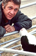 thumbnail link to photograph of Steve on location, blue eyes prominent, looking at calf